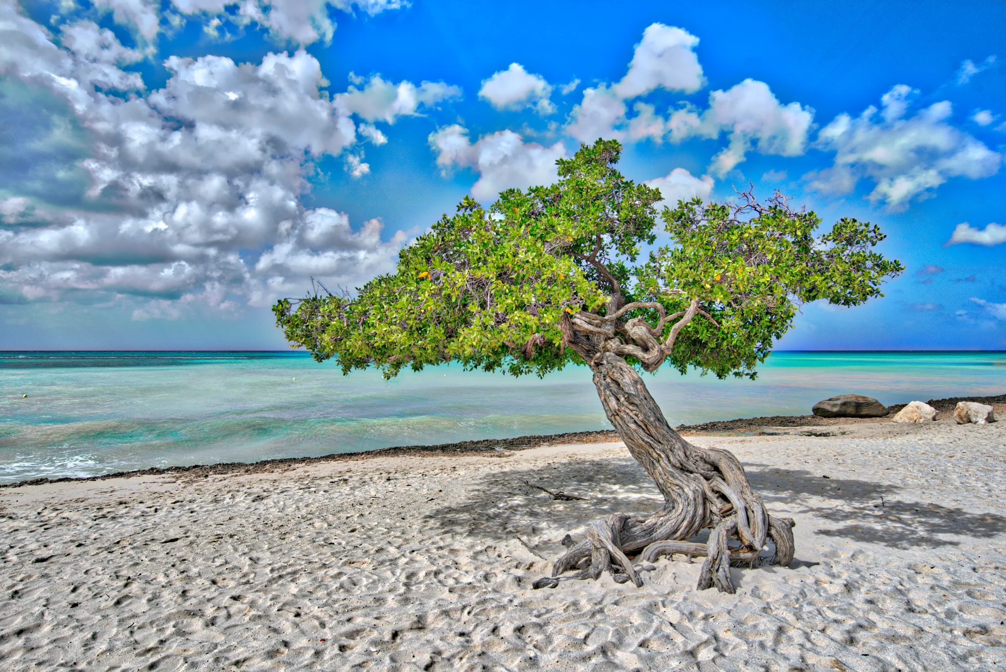 Windswept tree on Eagle Beach, Aruba